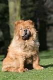 CHOW CHOW 651